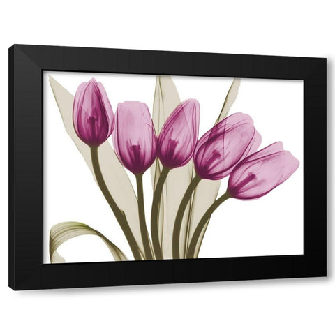 Vibrant Marching Tulips Black Modern Wood Framed Art Print with Double Matting by Koetsier, Albert