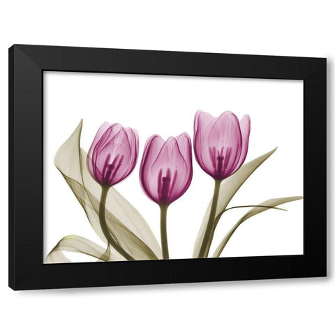 Vibrant Grouped Tulips Black Modern Wood Framed Art Print by Koetsier, Albert