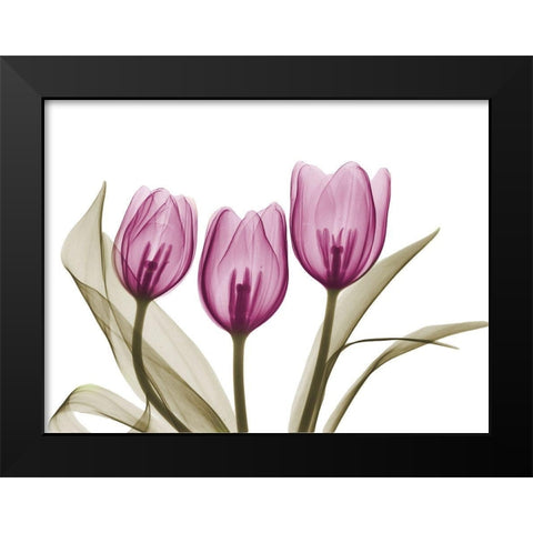 Vibrant Grouped Tulips Black Modern Wood Framed Art Print by Koetsier, Albert