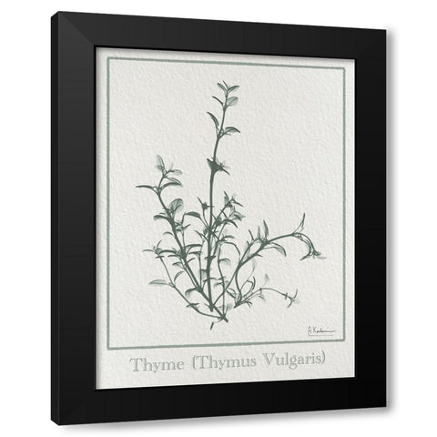 Thymus Vulgaris 2 Black Modern Wood Framed Art Print with Double Matting by Koetsier, Albert