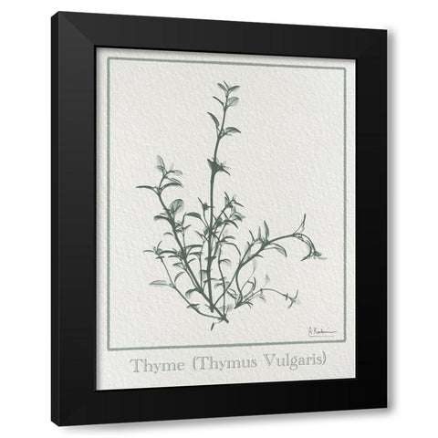 Thymus Vulgaris 2 Black Modern Wood Framed Art Print by Koetsier, Albert