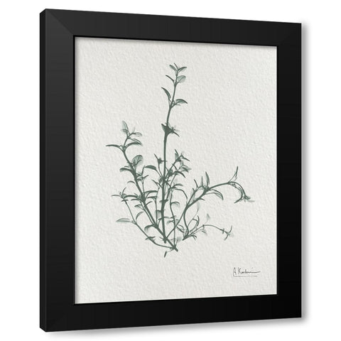 Thymus Vulgaris 2 Black Modern Wood Framed Art Print with Double Matting by Koetsier, Albert