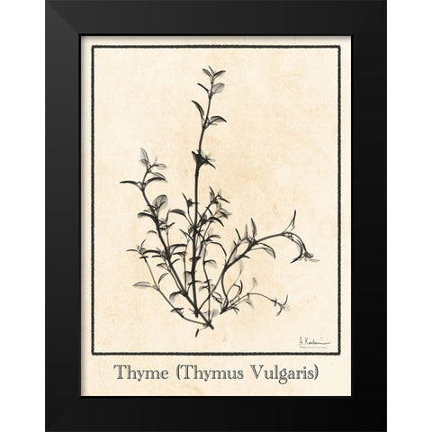 Thymus Vulgaris Black Modern Wood Framed Art Print by Koetsier, Albert