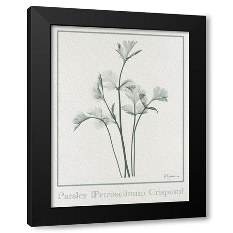 Parsley 2 Black Modern Wood Framed Art Print by Koetsier, Albert