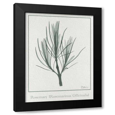 Rosemary 2 Black Modern Wood Framed Art Print with Double Matting by Koetsier, Albert