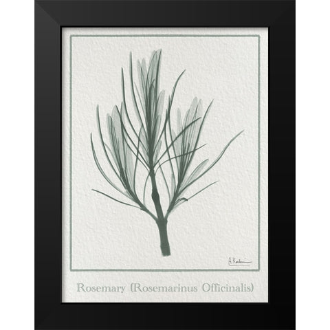 Rosemary 2 Black Modern Wood Framed Art Print by Koetsier, Albert