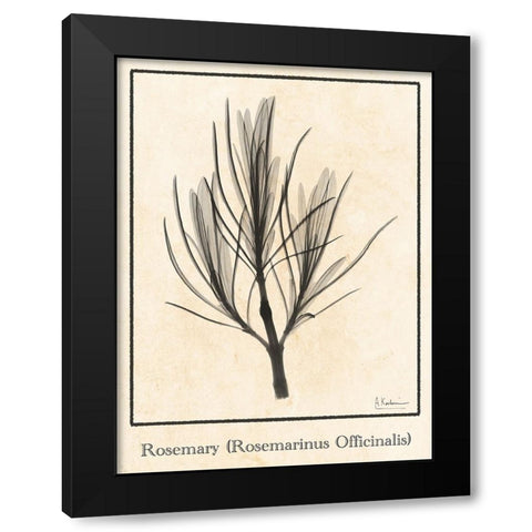 Rosemary Black Modern Wood Framed Art Print with Double Matting by Koetsier, Albert