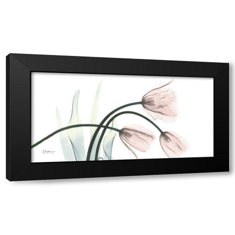 Freshly Bloomed 1 Black Modern Wood Framed Art Print with Double Matting by Koetsier, Albert