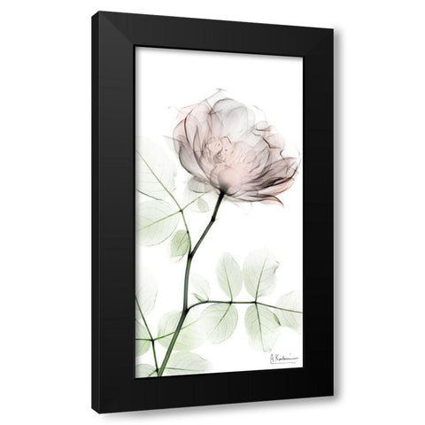 Loving Rose 1 Black Modern Wood Framed Art Print with Double Matting by Koetsier, Albert