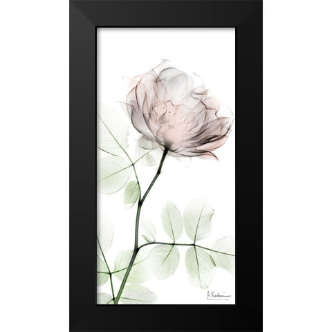 Loving Rose 1 Black Modern Wood Framed Art Print by Koetsier, Albert