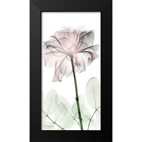 Loving Rose 2 Black Modern Wood Framed Art Print by Koetsier, Albert