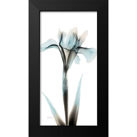 Sea Infused Iris 1 Black Modern Wood Framed Art Print by Koetsier, Albert