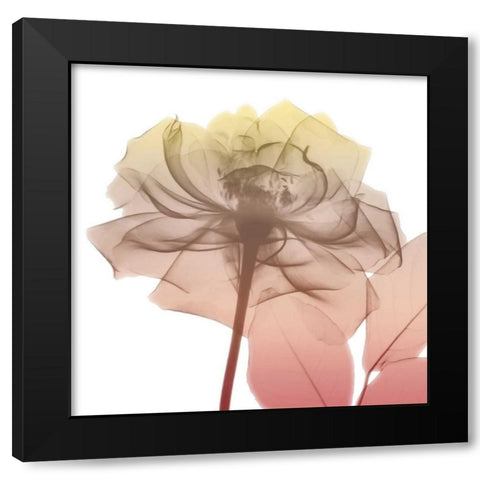 Rose Dawn 1 Black Modern Wood Framed Art Print by Koetsier, Albert