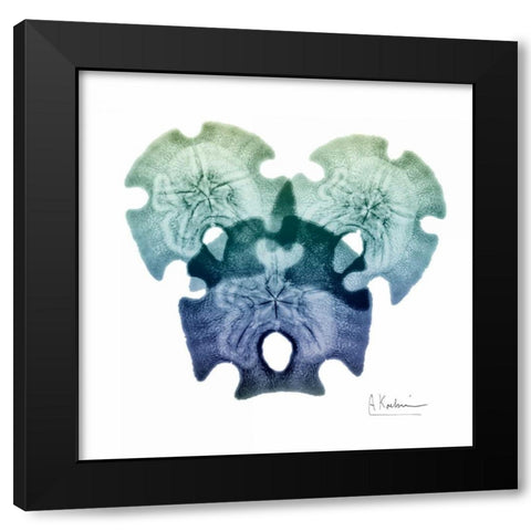 Sea Sky Sand Dollars Black Modern Wood Framed Art Print with Double Matting by Koetsier, Albert