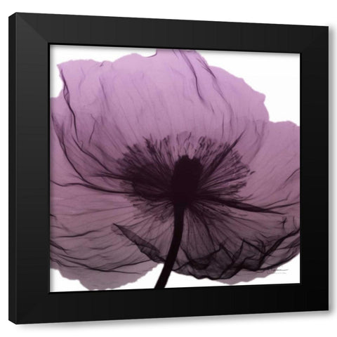 Poppy Purple Black Modern Wood Framed Art Print by Koetsier, Albert