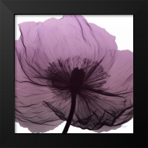Poppy Purple Black Modern Wood Framed Art Print by Koetsier, Albert