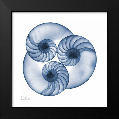 Indigo Nautilus Trio Black Modern Wood Framed Art Print by Koetsier, Albert