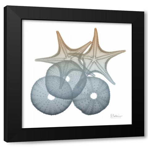 Earthy Hues Sea Urchin and Starfish Black Modern Wood Framed Art Print with Double Matting by Koetsier, Albert