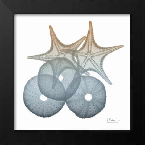 Earthy Hues Sea Urchin and Starfish Black Modern Wood Framed Art Print by Koetsier, Albert