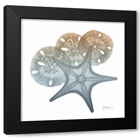 Earthy Hues Starfish and Sand Dollar Black Modern Wood Framed Art Print by Koetsier, Albert