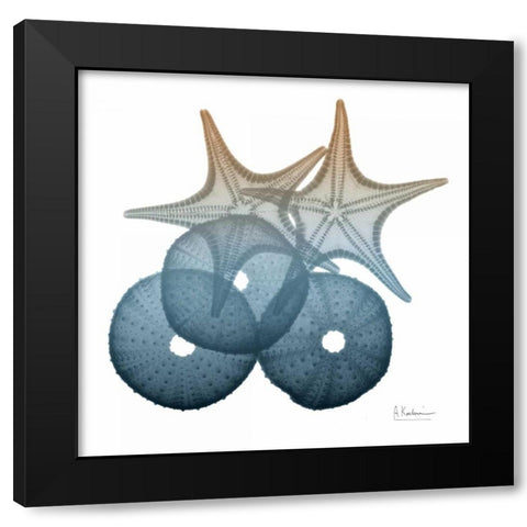 Steel Hues Sea Urchin and Starfish Black Modern Wood Framed Art Print by Koetsier, Albert