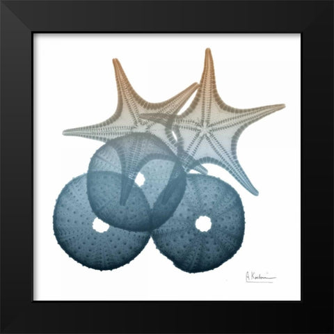 Steel Hues Sea Urchin and Starfish Black Modern Wood Framed Art Print by Koetsier, Albert