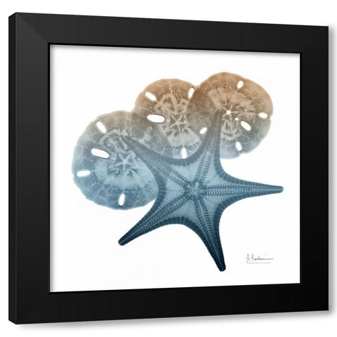 Steel Hues Starfish and Sand Dollar Black Modern Wood Framed Art Print with Double Matting by Koetsier, Albert