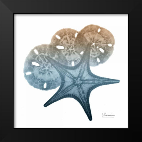 Steel Hues Starfish and Sand Dollar Black Modern Wood Framed Art Print by Koetsier, Albert