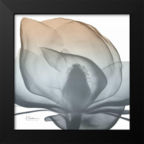 Magnolia Earthy Beauty New Black Modern Wood Framed Art Print by Koetsier, Albert