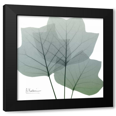 Rainy Tulip Tree Black Modern Wood Framed Art Print with Double Matting by Koetsier, Albert