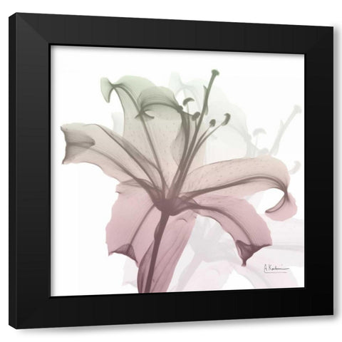 Neapolitan Lily Black Modern Wood Framed Art Print with Double Matting by Koetsier, Albert