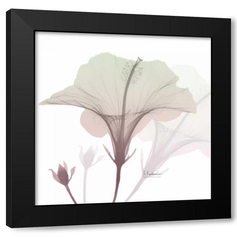 Neapolitan Hibiscus Black Modern Wood Framed Art Print with Double Matting by Koetsier, Albert