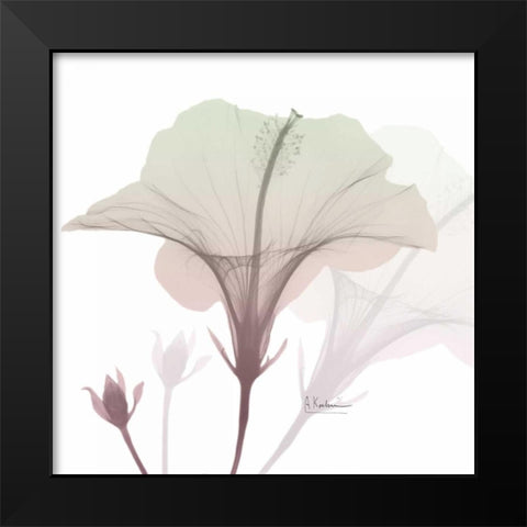 Neapolitan Hibiscus Black Modern Wood Framed Art Print by Koetsier, Albert