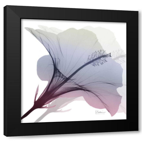 Tasty Grape Hibiscus 2 Black Modern Wood Framed Art Print with Double Matting by Koetsier, Albert