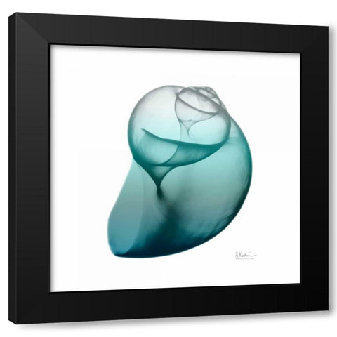 Teal Water Snail Black Modern Wood Framed Art Print with Double Matting by Koetsier, Albert