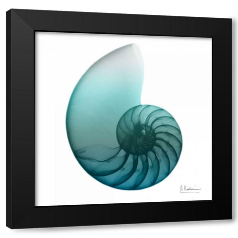 Water Snail 4 Black Modern Wood Framed Art Print with Double Matting by Koetsier, Albert