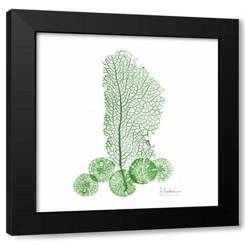 Emerald Sea Fan and Sand Dollar 2 Black Modern Wood Framed Art Print by Koetsier, Albert