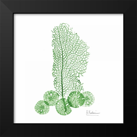 Emerald Sea Fan and Sand Dollar 2 Black Modern Wood Framed Art Print by Koetsier, Albert