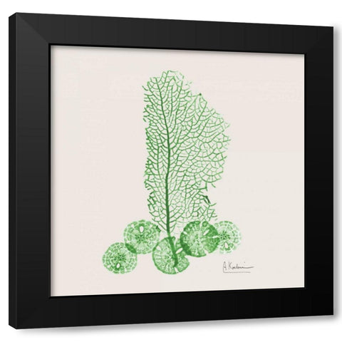 Emerald Sea Fan and Sand Dollar Black Modern Wood Framed Art Print by Koetsier, Albert