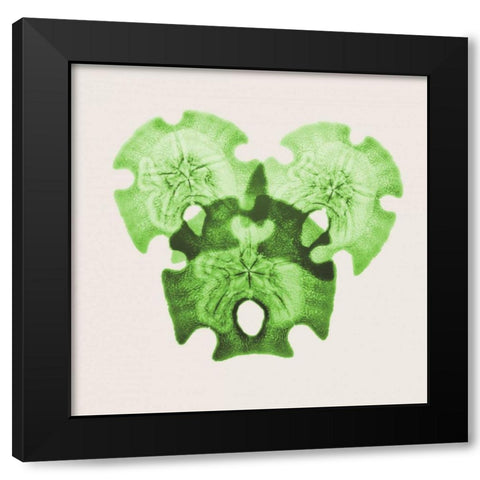 Sage Sand Dollars L326 Black Modern Wood Framed Art Print by Koetsier, Albert