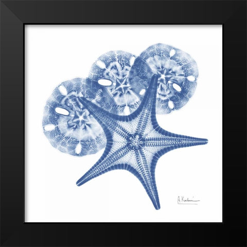 Cerulean Starfish and Sand Dollar 2 Black Modern Wood Framed Art Print by Koetsier, Albert