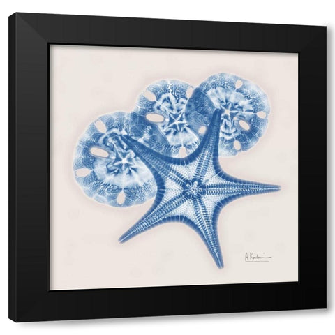 Cerulean Starfish and Sand Dollar Black Modern Wood Framed Art Print with Double Matting by Koetsier, Albert