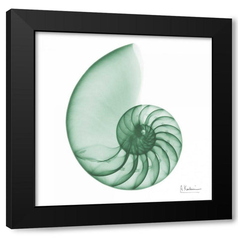 Jade Water Snail 2 Black Modern Wood Framed Art Print with Double Matting by Koetsier, Albert