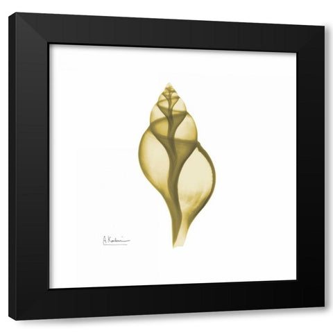 Genie Tulip Shell 2 Black Modern Wood Framed Art Print with Double Matting by Koetsier, Albert