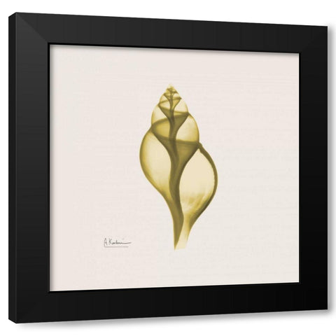 Genie Tulip Shell Black Modern Wood Framed Art Print with Double Matting by Koetsier, Albert