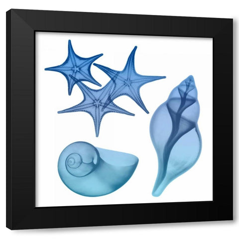 Blue Ombre Sea Life Black Modern Wood Framed Art Print with Double Matting by Koetsier, Albert