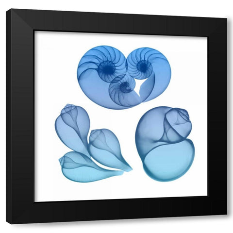 Blue Ombre Sea Life 2 Black Modern Wood Framed Art Print with Double Matting by Koetsier, Albert