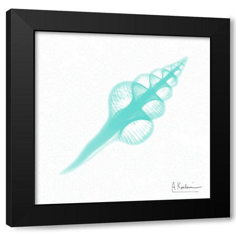 Dry Fusinus Colus Seafoam Black Modern Wood Framed Art Print by Koetsier, Albert