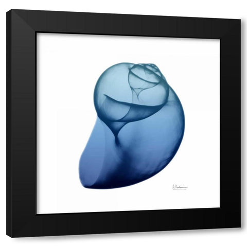 Scenic Water Snail 4 Black Modern Wood Framed Art Print with Double Matting by Koetsier, Albert