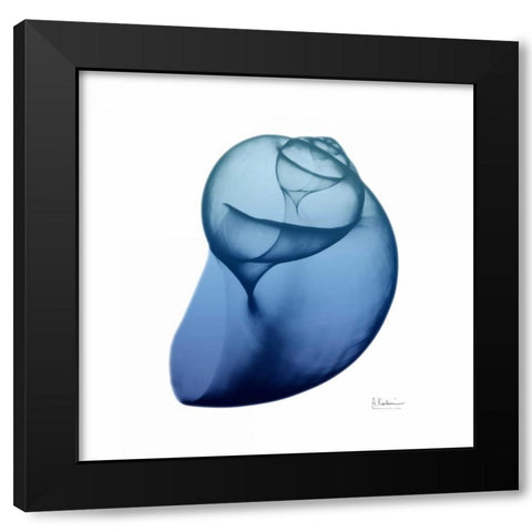 Scenic Water Snail 4 Black Modern Wood Framed Art Print by Koetsier, Albert